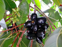 Syzygium cuminii 